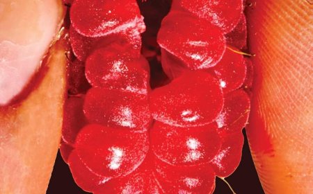 [PDF] What Hunger by Catherine Dang Free Download